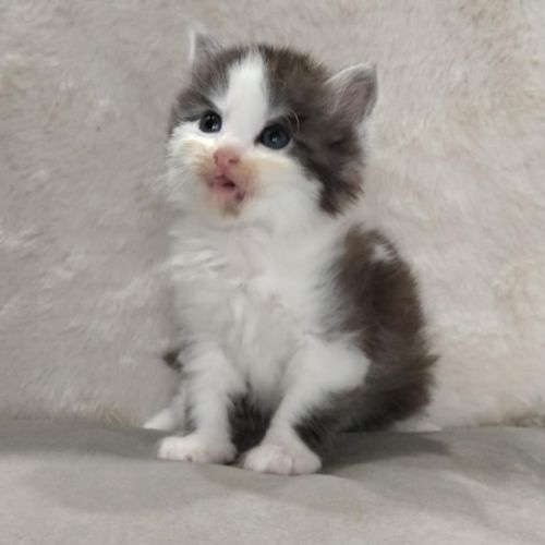 Adorable chatons sibérien #0