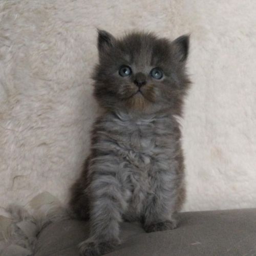 Adorable chatons sibérien #2