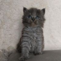 Adorable chatons sibérien #2