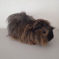 Cochon d'inde