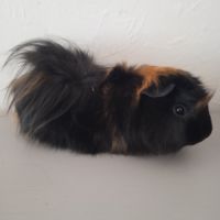 Cochon d'inde #2