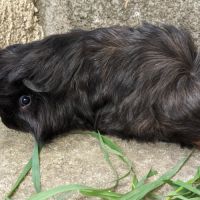 Bébé péruvien mâle #1