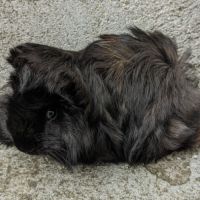 Bébé péruvien mâle #3