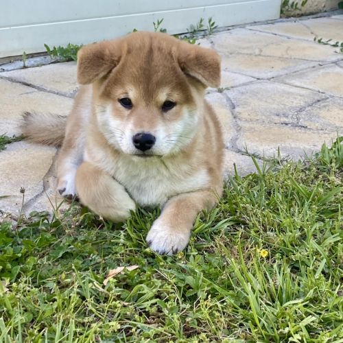 Chiots shiba inu lof à vendre près de lyon #1