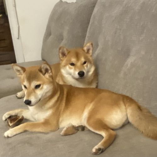 Chiots shiba inu lof à vendre près de lyon #2