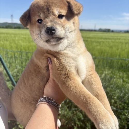 Chiots shiba inu lof à vendre près de lyon #4