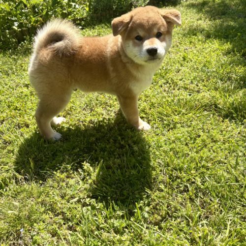 Chiots shiba inu lof à vendre près de lyon #7