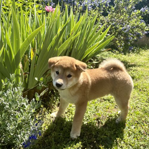 Chiots shiba inu lof à vendre près de lyon #8