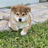 Chiots shiba inu lof à vendre près de lyon #1
