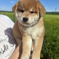Chiots shiba inu lof à vendre près de lyon #3