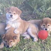 Chiots shiba inu lof à vendre près de lyon #0