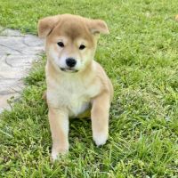 Chiots shiba inu lof à vendre près de lyon #6