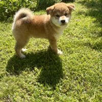 Chiots shiba inu lof à vendre près de lyon #7