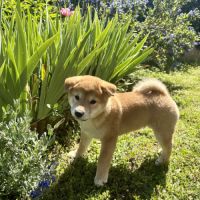 Chiots shiba inu lof à vendre près de lyon #8