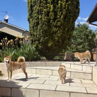 Chiots shiba inu lof à vendre près de lyon #9