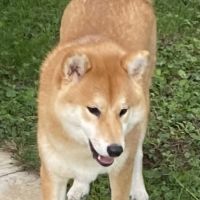 Chiots shiba inu lof à vendre près de lyon #10