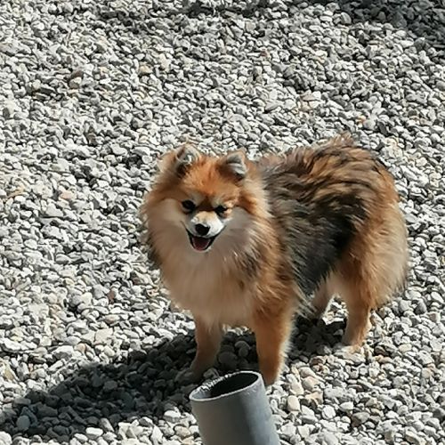 Adulte spitz #0
