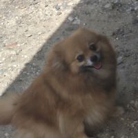 Adulte femelle   spitz