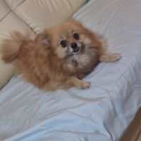 Adulte spitz