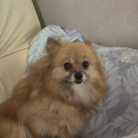 Adulte femelle   spitz