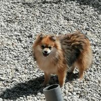 Adulte spitz