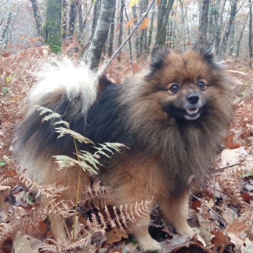 Femelle spitz adulte #0