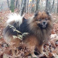 Femelle spitz adulte