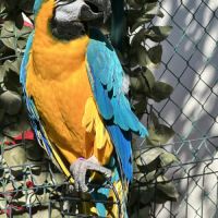 A vendre ara arona 4 ans apprivoisé