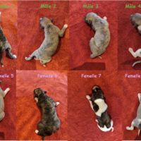 Bb whippets lof