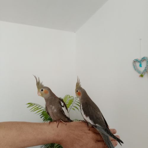 Donne couple calopsites