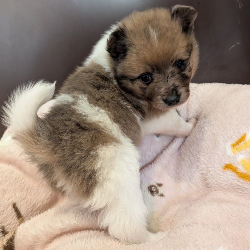 A réserver chiot spitz allemand #0