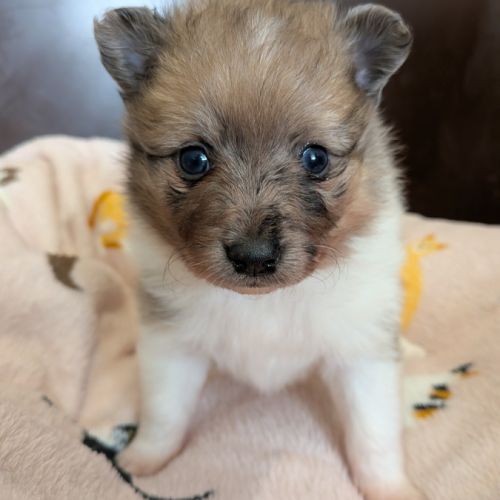 A réserver chiot spitz allemand #3