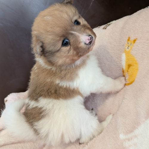 A réserver chiot spitz allemand #4