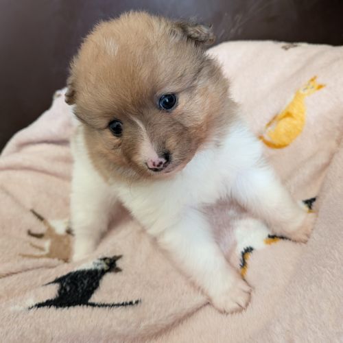 A réserver chiot spitz allemand #5