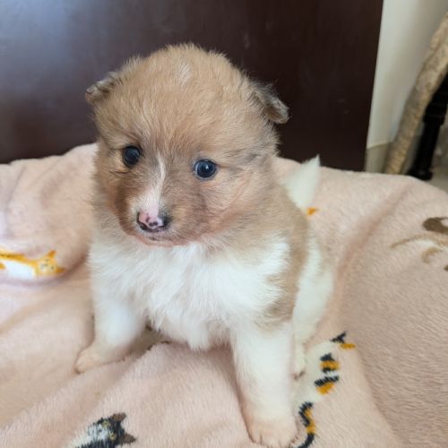 A réserver chiot spitz allemand #6