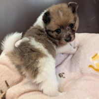 A réserver chiot spitz allemand