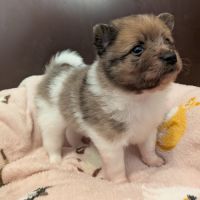 A réserver chiot spitz allemand #2