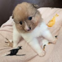 A réserver chiot spitz allemand #5