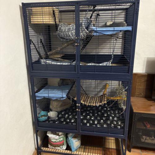 2 chinchilla + cage + accessoires à vendre