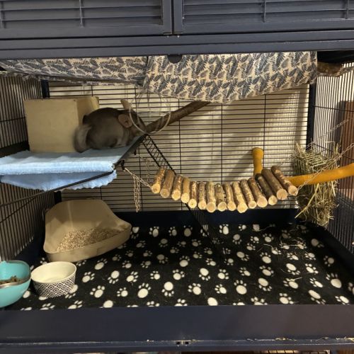 2 chinchilla + cage + accessoires à vendre #2