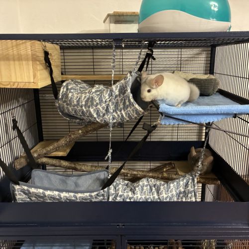 2 chinchilla + cage + accessoires à vendre #3