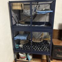 2 chinchilla + cage + accessoires à vendre #0