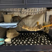 2 chinchilla + cage + accessoires à vendre #2