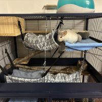 2 chinchilla + cage + accessoires à vendre #3