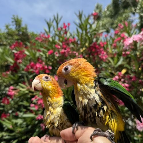 Couple de caïques à tête orange eam #3