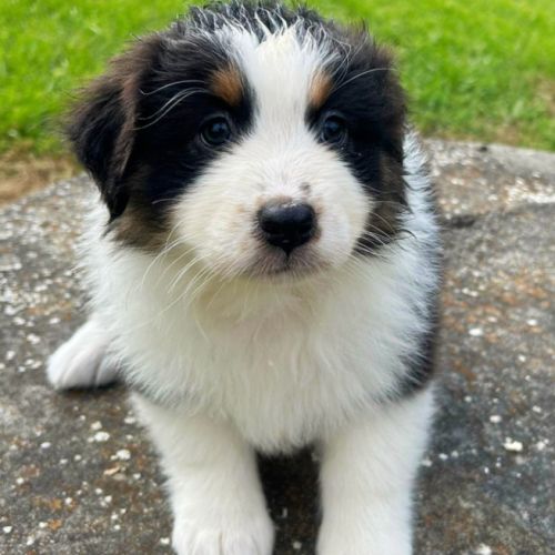 Bergers australiens chiots lof #1