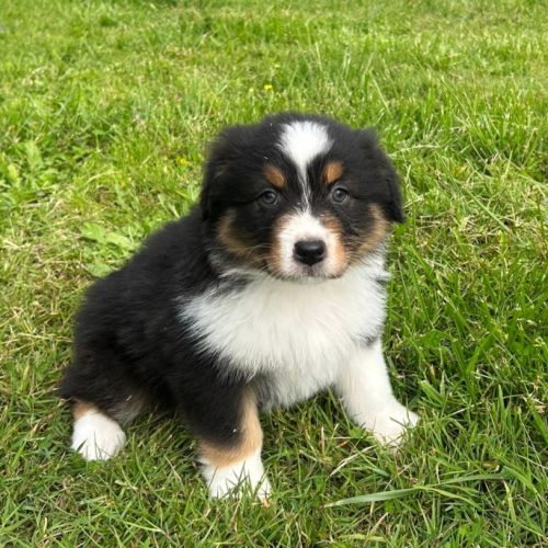 Bergers australiens chiots lof #2