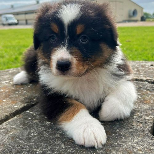 Bergers australiens chiots lof #3