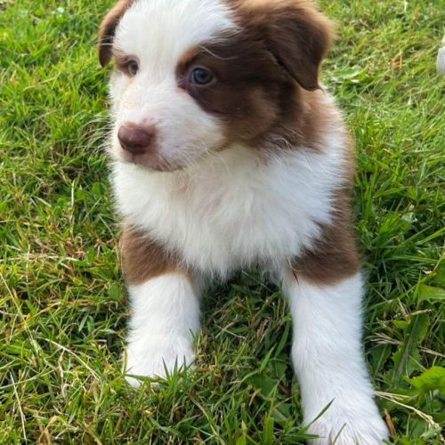 Bergers australiens chiots lof