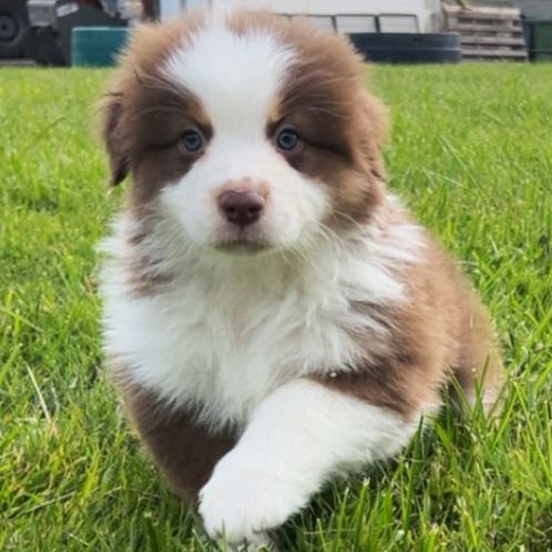 Bergers australiens chiots lof #5